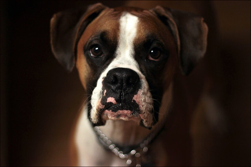 Koje namirnice nipošto ne treba da dajete vašem psu? 1 buldog