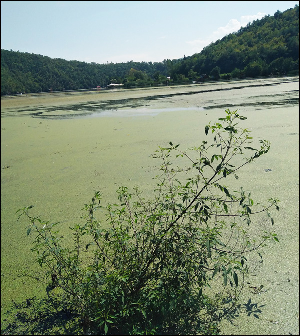 jezero trava 1