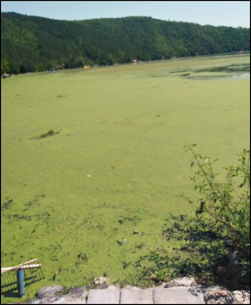jezero trava 2