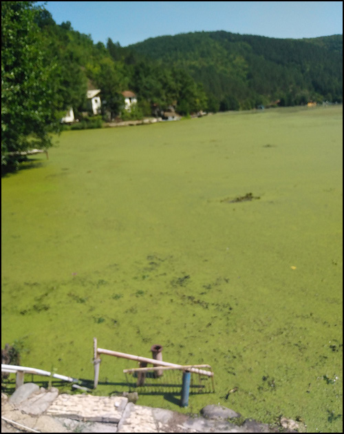 jezero trava 3