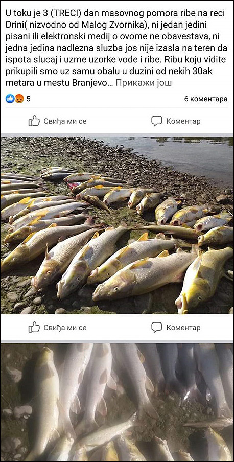Pomor ribe na Drini 2 riba Drina