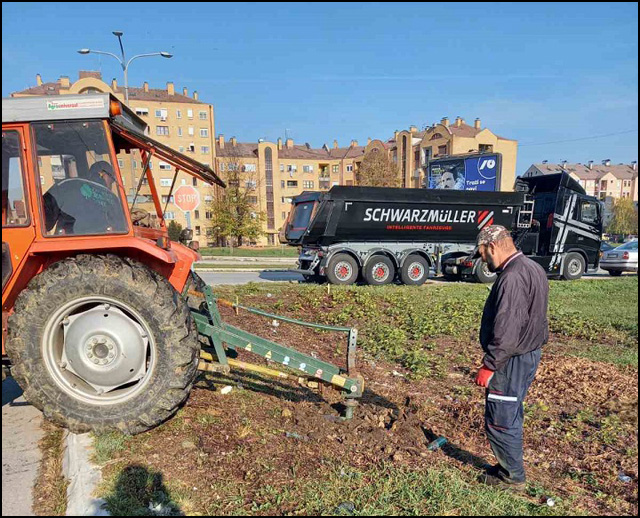 Zeleni pojas Čačka: U Aveniji 2 zasađeno 35 stabala lišćara i četinara 3 zelenilo 3