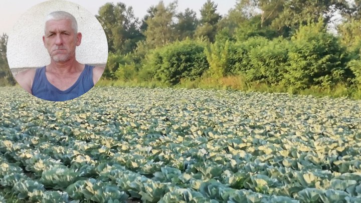 predo kupus