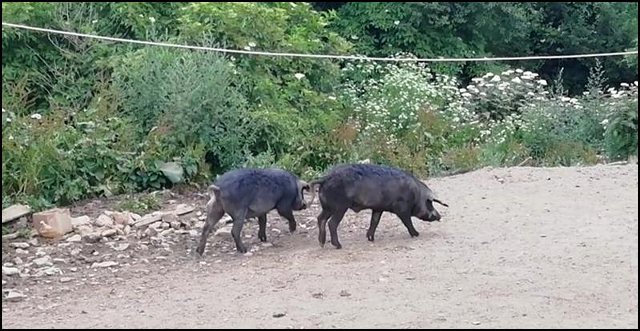 Afrička kuga svinja 1 Svinje foto Juzne vesti