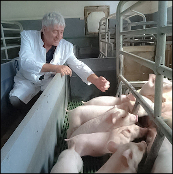 Afrička kuga svinja 3 Veterinar Kragujevac foto Glas Sumadije