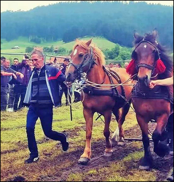 Dragan Ducic 2