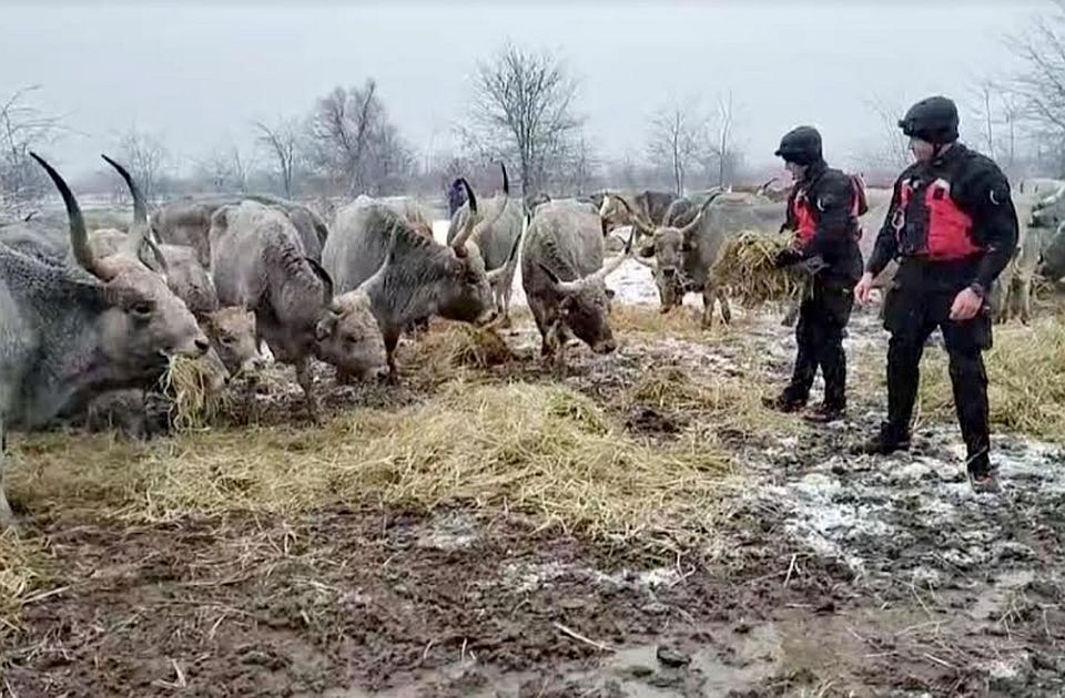 Danas, sutra, MALO SUTRA - satira i satiranje u najavi 1 krcedinska ada mup