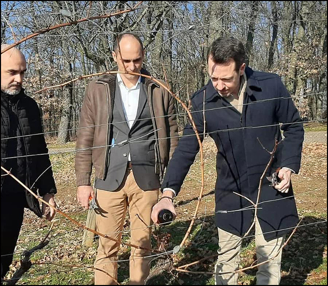 Princ Filip na Svetog Trifuna orezao lozu u kraljevskim vinogradima na Oplencu 3 princ rezidba 2