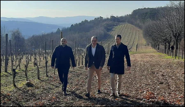 Princ Filip na Svetog Trifuna orezao lozu u kraljevskim vinogradima na Oplencu 1 princ rezidba 3