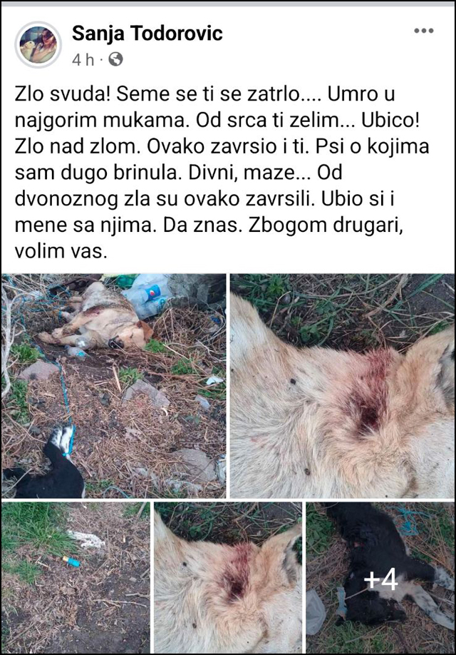 Naoružani manijak ide i ubija pse (uznemirujuće fotografije) 1 Bumbarevo brdo