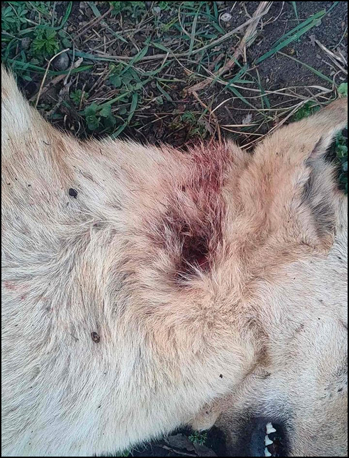 Naoružani manijak ide i ubija pse (uznemirujuće fotografije) 3 Jos jedna zrtva naoruzanog manijaka
