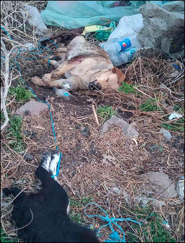 Naoružani manijak ide i ubija pse (uznemirujuće fotografije) 5 Tela ubijenih pasa