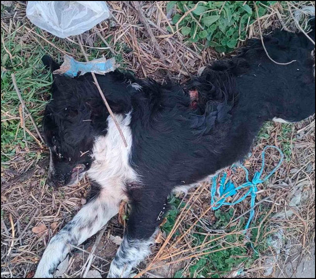 Naoružani manijak ide i ubija pse (uznemirujuće fotografije) 2 Zrtva naoruzanog manijaka