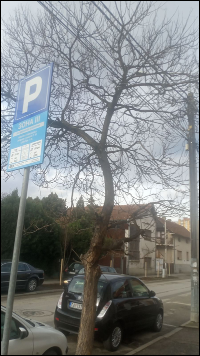 Orezivanje drvoreda: Bahatost ili tako mora 2 drvored 2