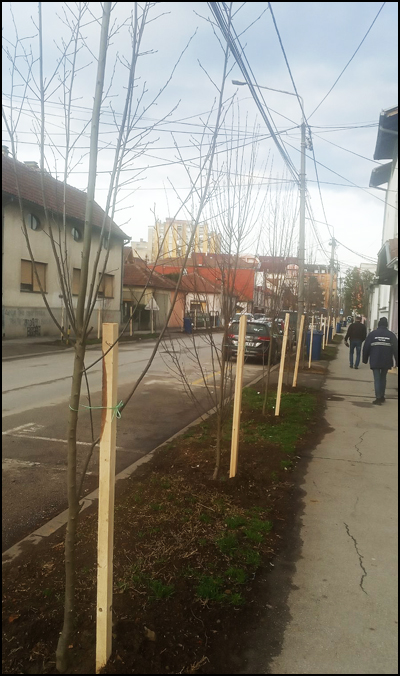 Orezivanje drvoreda: Bahatost ili tako mora 3 drvored 3