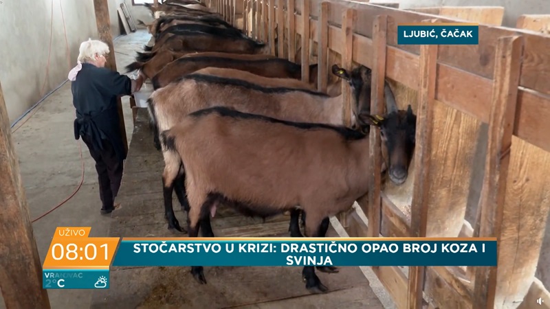 koze
