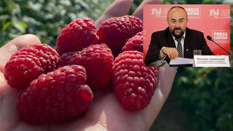 Malinar odgovora direktoru Instituta: Neznanje ili vas je neko naterao? 1 malina milovan ic