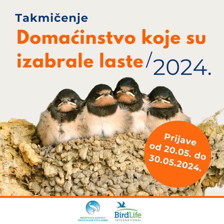 Poster za Doma instvo koje su laste izabrale