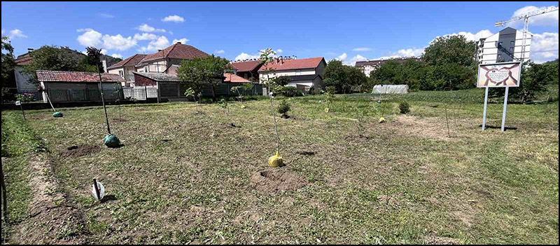 poplavljeni sadnice 1