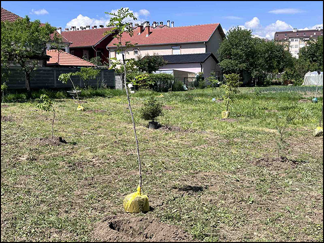 poplavljeni sadnice 2