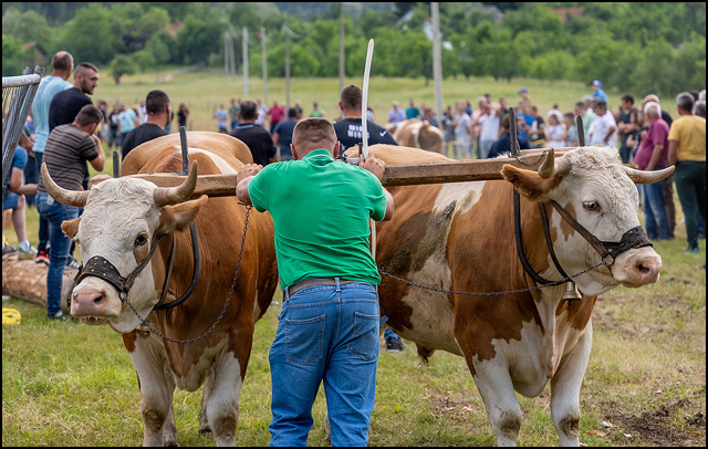 Seoski višeboj u Jablanici: Proglašeni najbolji u tradicionalnim sportovima 1 Seoski viseboj u Jablanici Foto TO Zlatibor 2