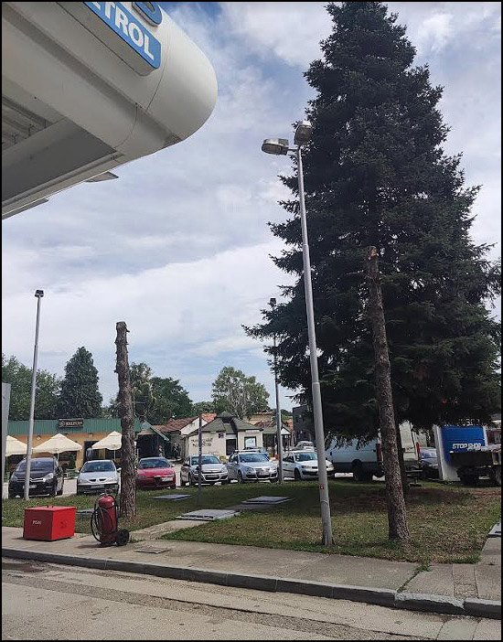 Opet seča stabala u Čačku 2 stabla 1