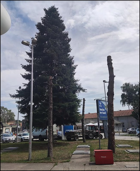 Opet seča stabala u Čačku 3 stabla 2