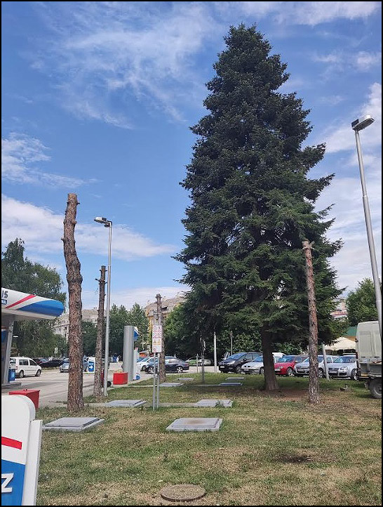 Opet seča stabala u Čačku 4 stabla 3