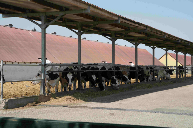 Krave na farmi Global Seed u Curugu foto Jelena Babic za UNDP