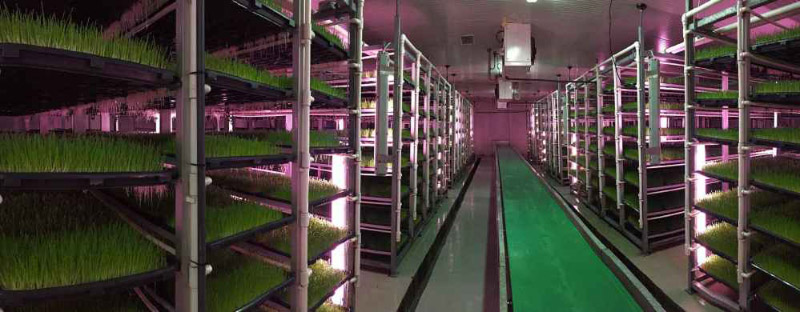 Zelena stocna hrana iz hidroponijskog uzgoja foto Global Seed
