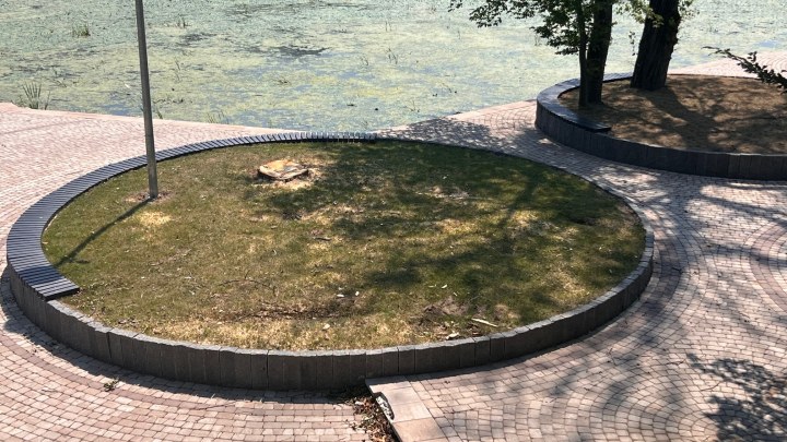 Gradonačelnik posekao osušeno drveće koje je behatonirao (FOTO) 3 jezero 1