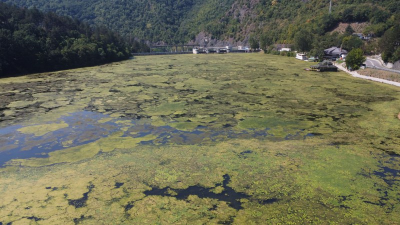 Alge fekalnog porekla prekrile jezero, stručnjaci kažu nema brzih rešenja (FOTO, VIDEO) 1 jezero 4