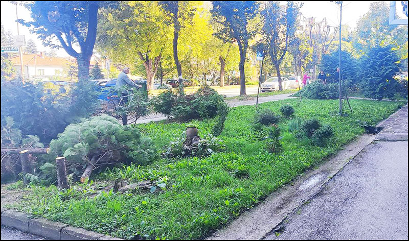 drvosece Nemanjina 1