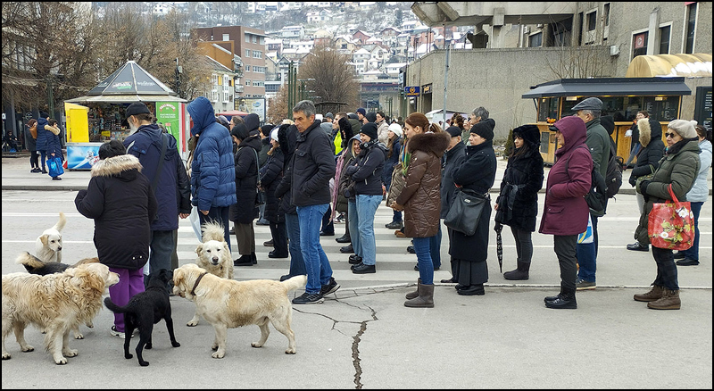 Foto Nenad Kovacevic 1