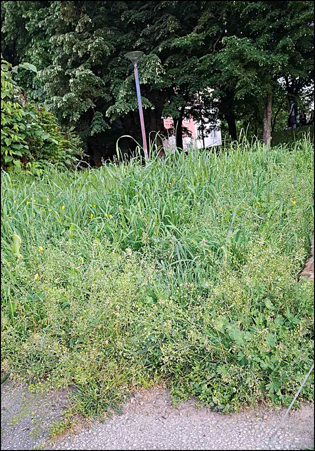 rastinje 3