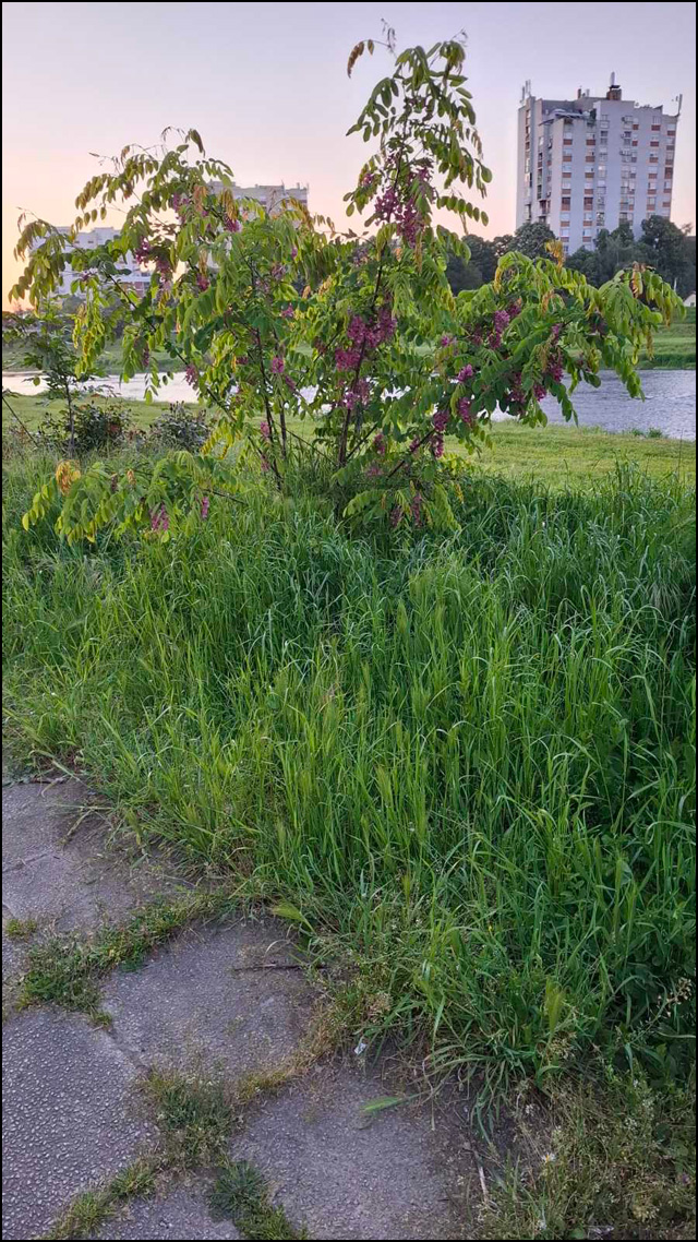 rastinje 4