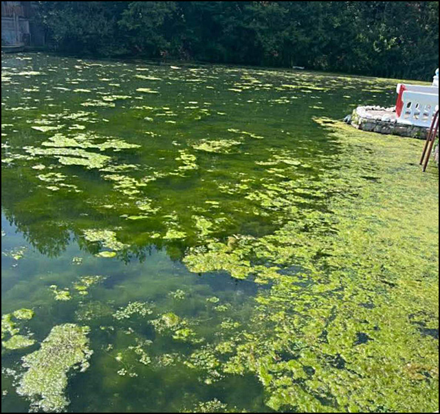 Ponovo procvetalo jezero u Međuvršju 5 jezero