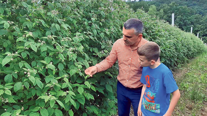 leposavic malina