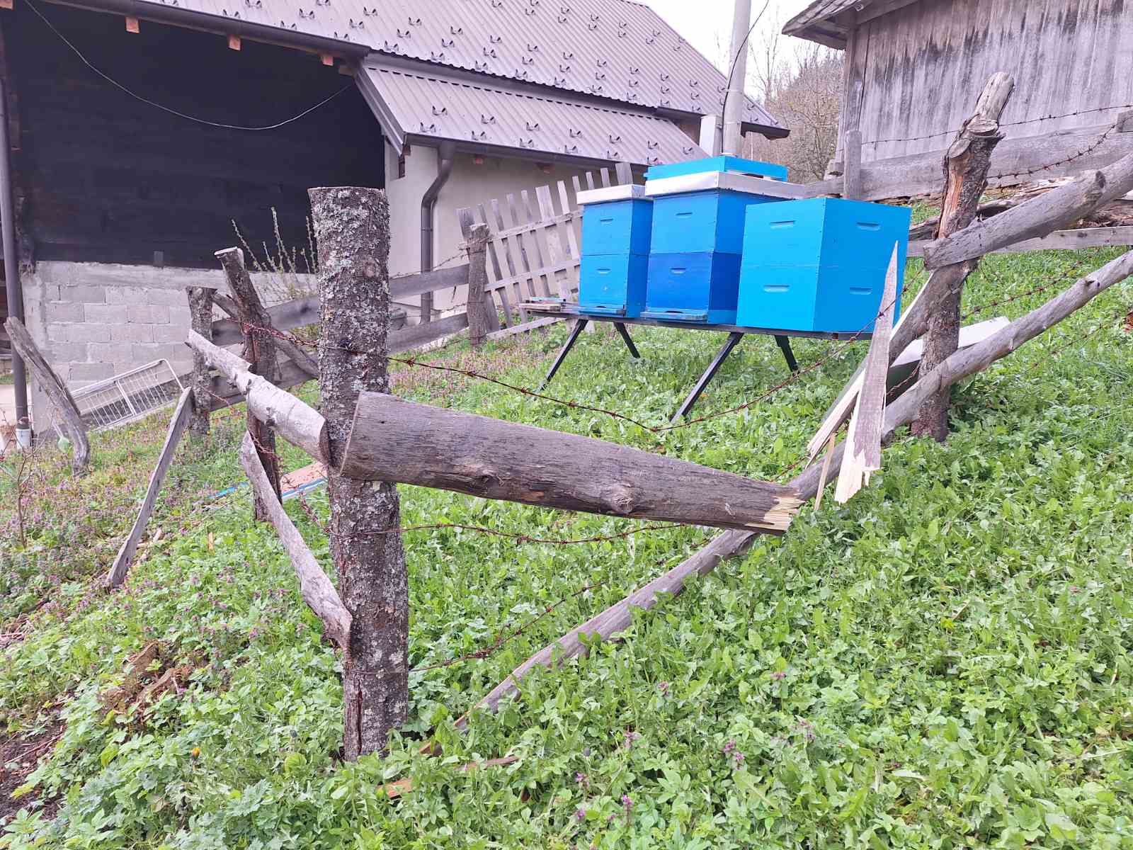 Medvedi uništavaju voćnjake i pčelinjake u ivanjičkim selima 3 medved2