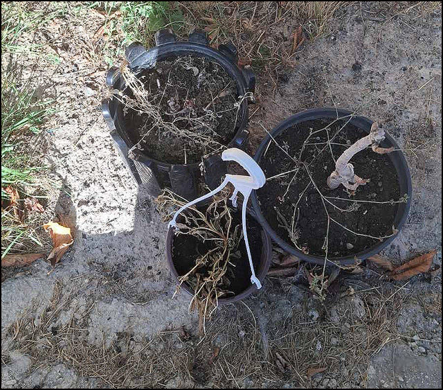 Žeđ u Lipnici 1 Lipnica sprzeno cvece