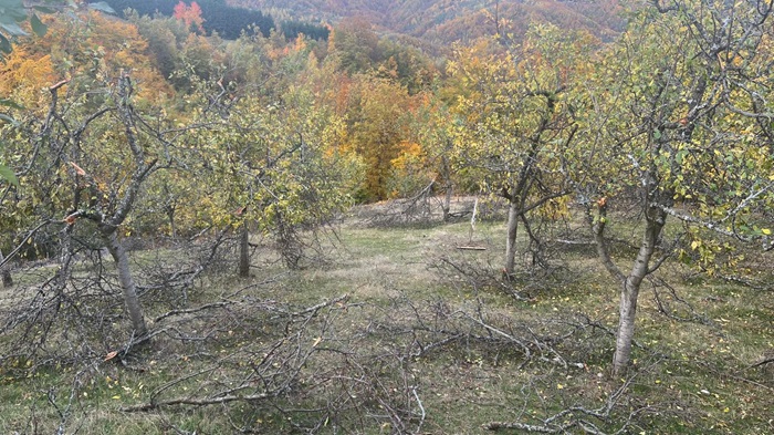 sljivici