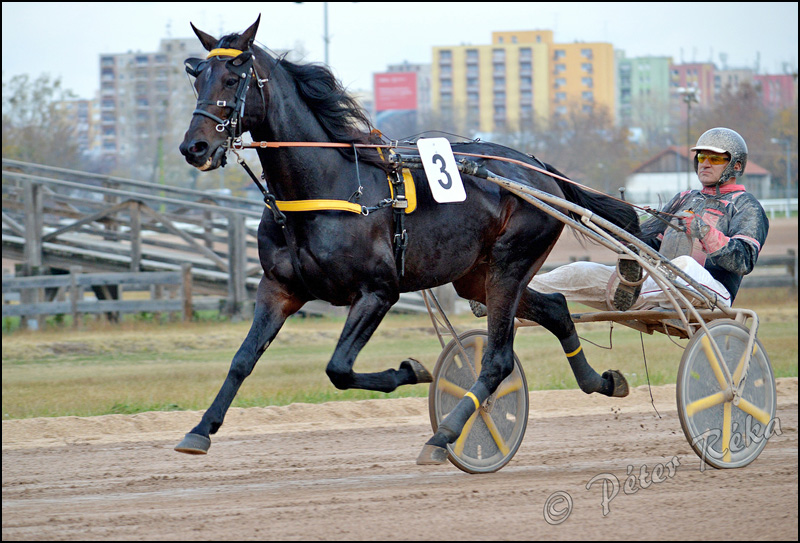 Cervantonpridegar Dejan Petrovic