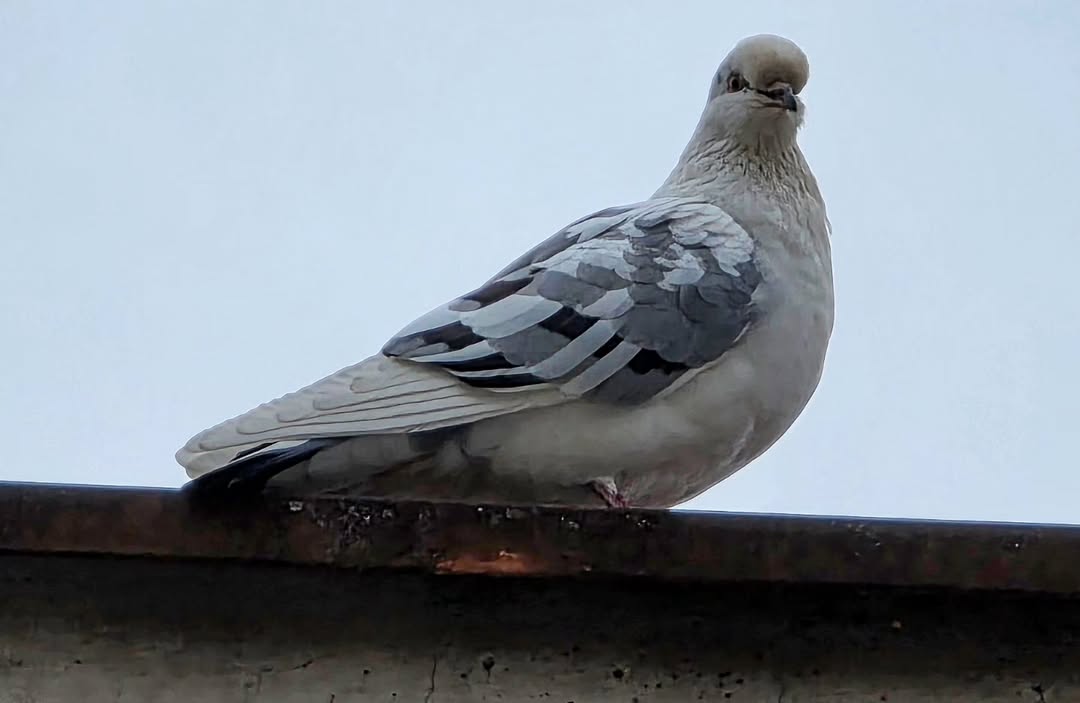 kraljevo1