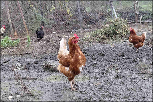 koka 3