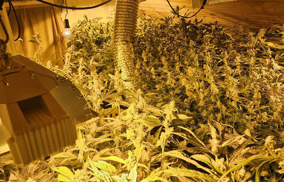 marihuana