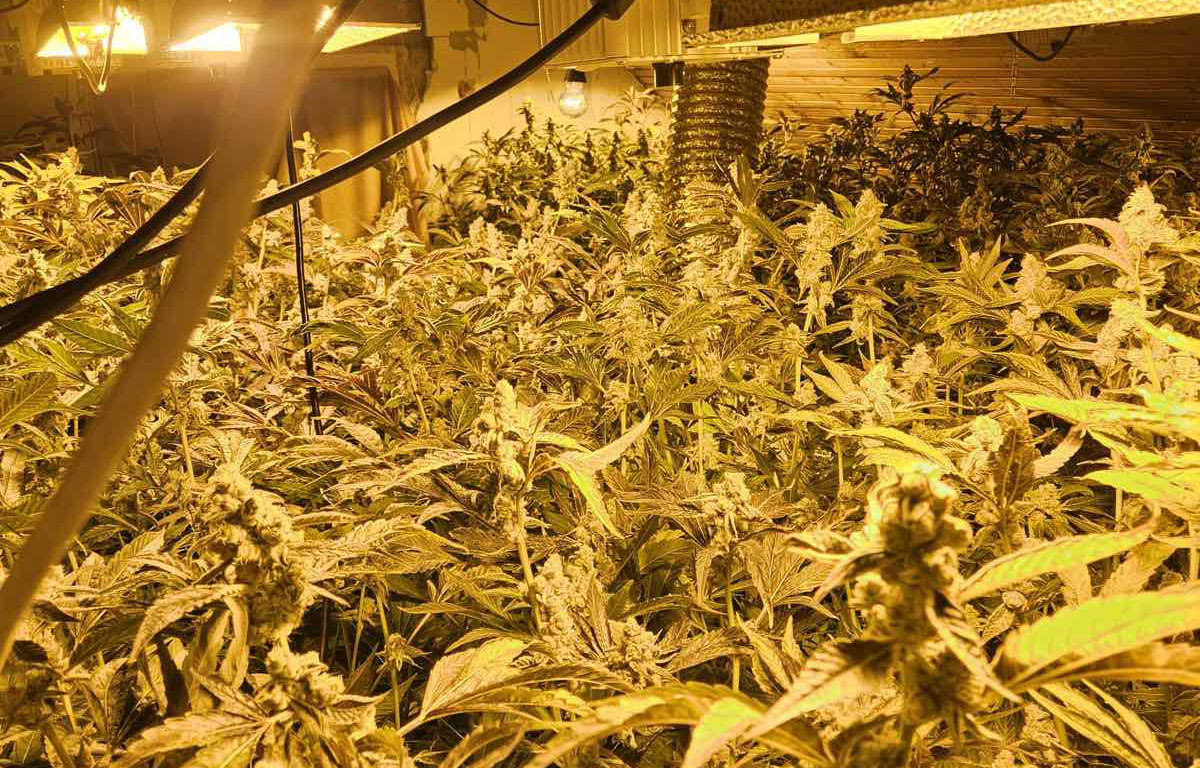 Otkrivena laboratorija marihuane u Čačku 3 marihuana1