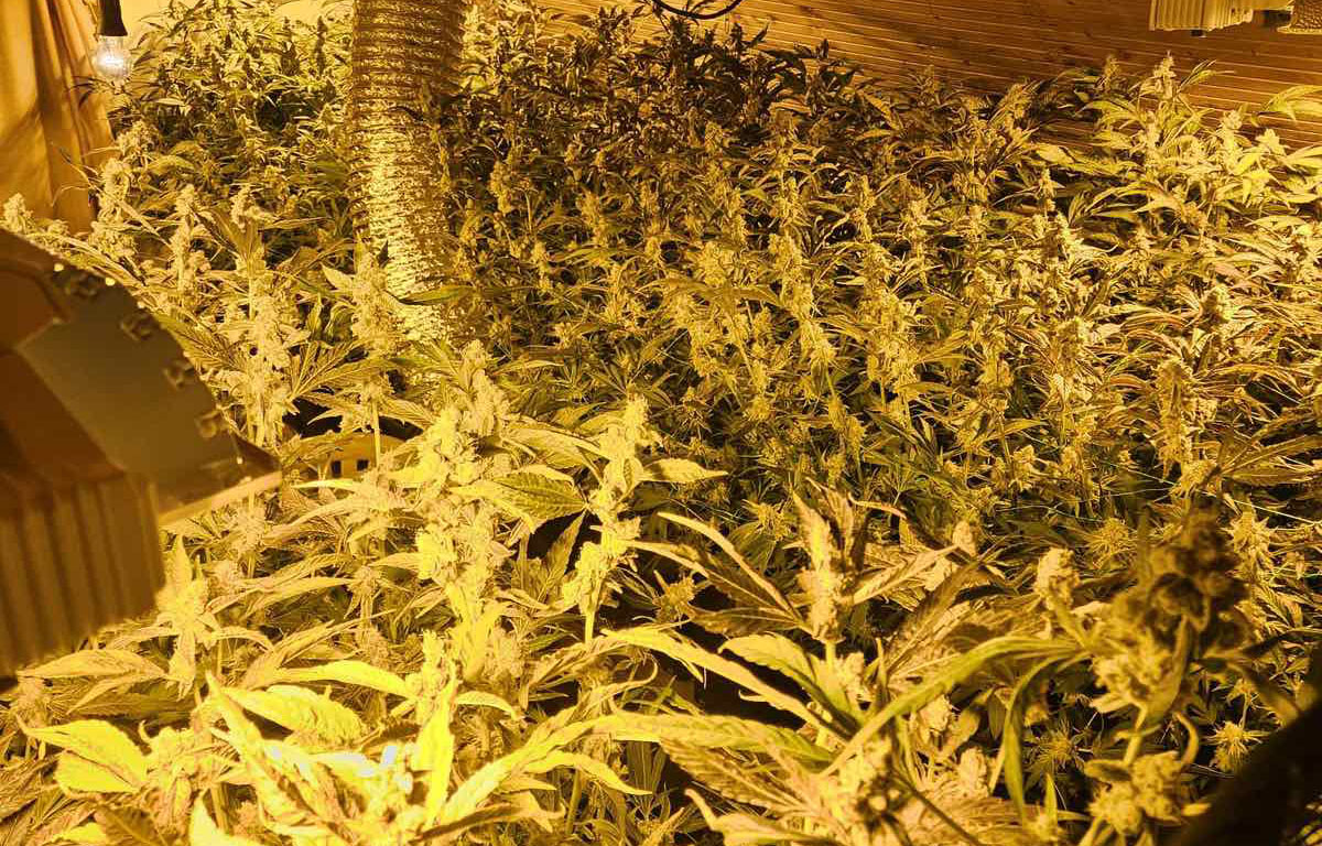 marihuana2