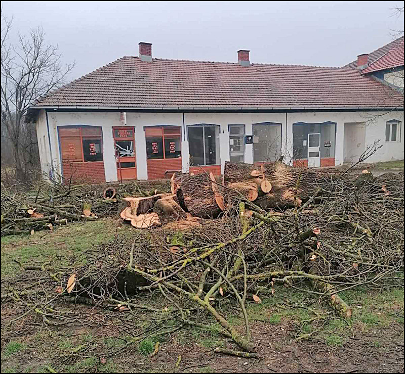 Kome smeta Zapis, simbol vere, u Mrsaću 1 poseceno drvo