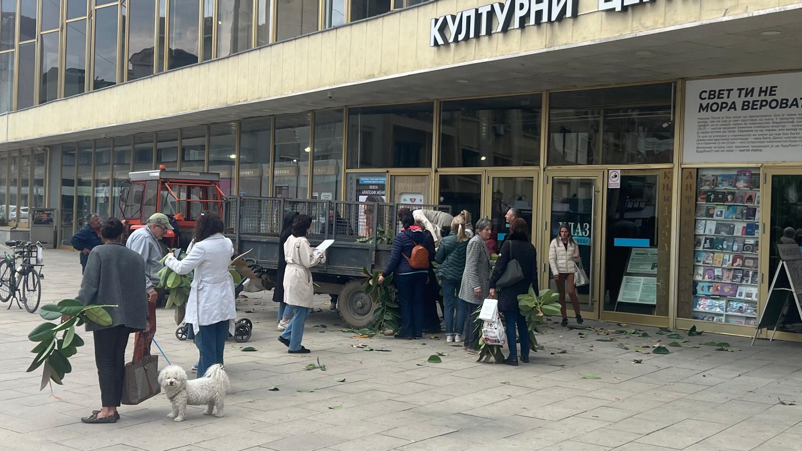 fikus1