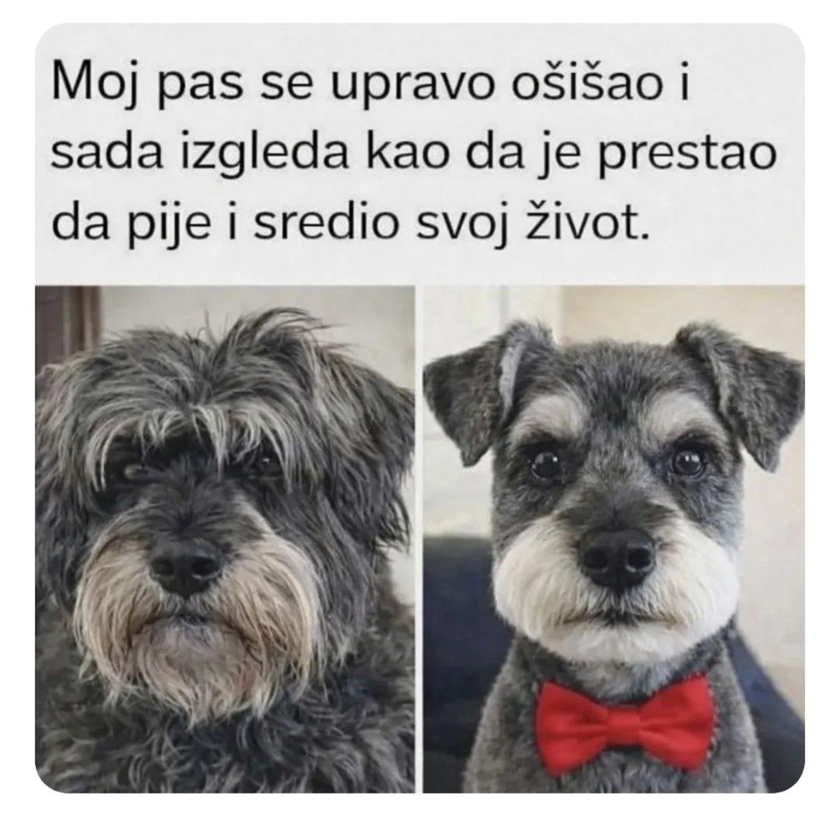 humor12